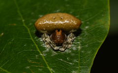 Mastophora phrynosoma