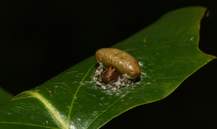 Mastophora phrynosoma