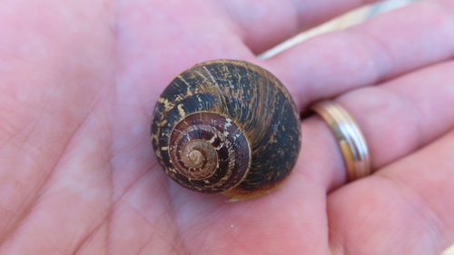 Cornu aspersum