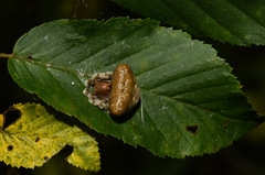 Mastophora phrynosoma
