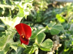 Lotus tetragonolobus