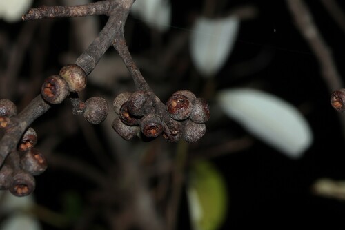 Queensland White Stringybark (Eucalyptus tindaliae)