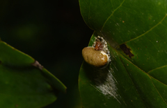 Mastophora phrynosoma