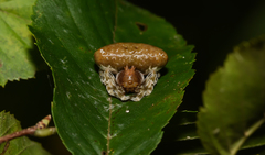 Mastophora phrynosoma