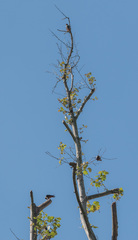 Falco rufigularis