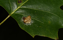 Mastophora phrynosoma