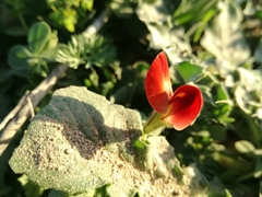 Lotus tetragonolobus