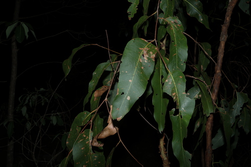 large-leaved spotted gum (Corymbia henryi)