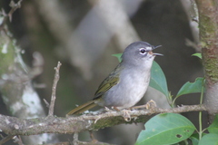Myiothlypis leucoblephara