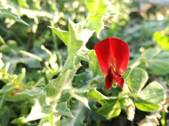 Lotus tetragonolobus