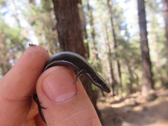 Chalcides viridanus