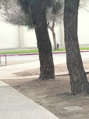 Aphelocoma californica