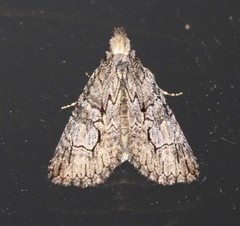 Crioa acronyctoides