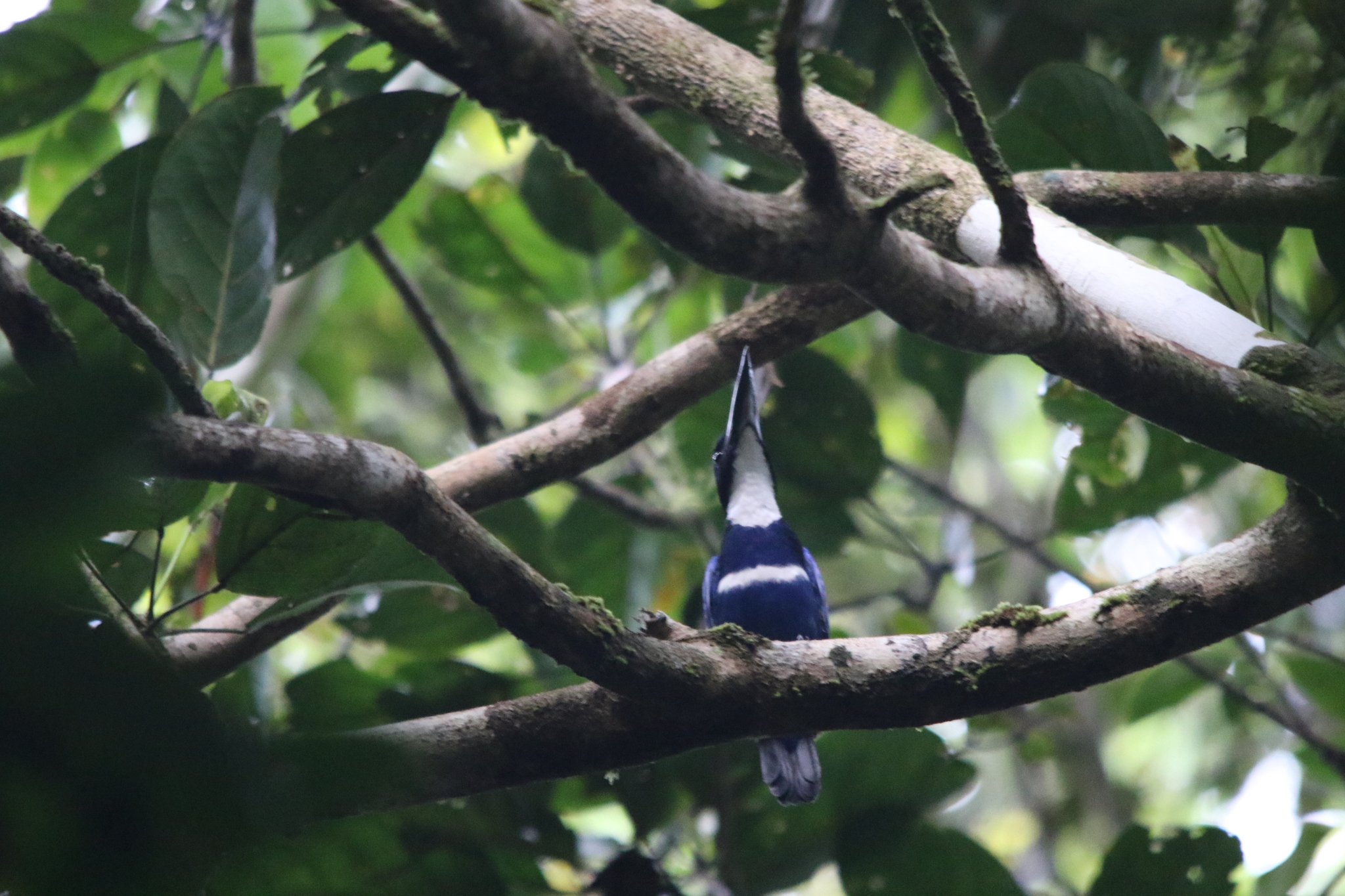 Blue-black Kingfisher (Todiramphus nigrocyaneus), photo 8