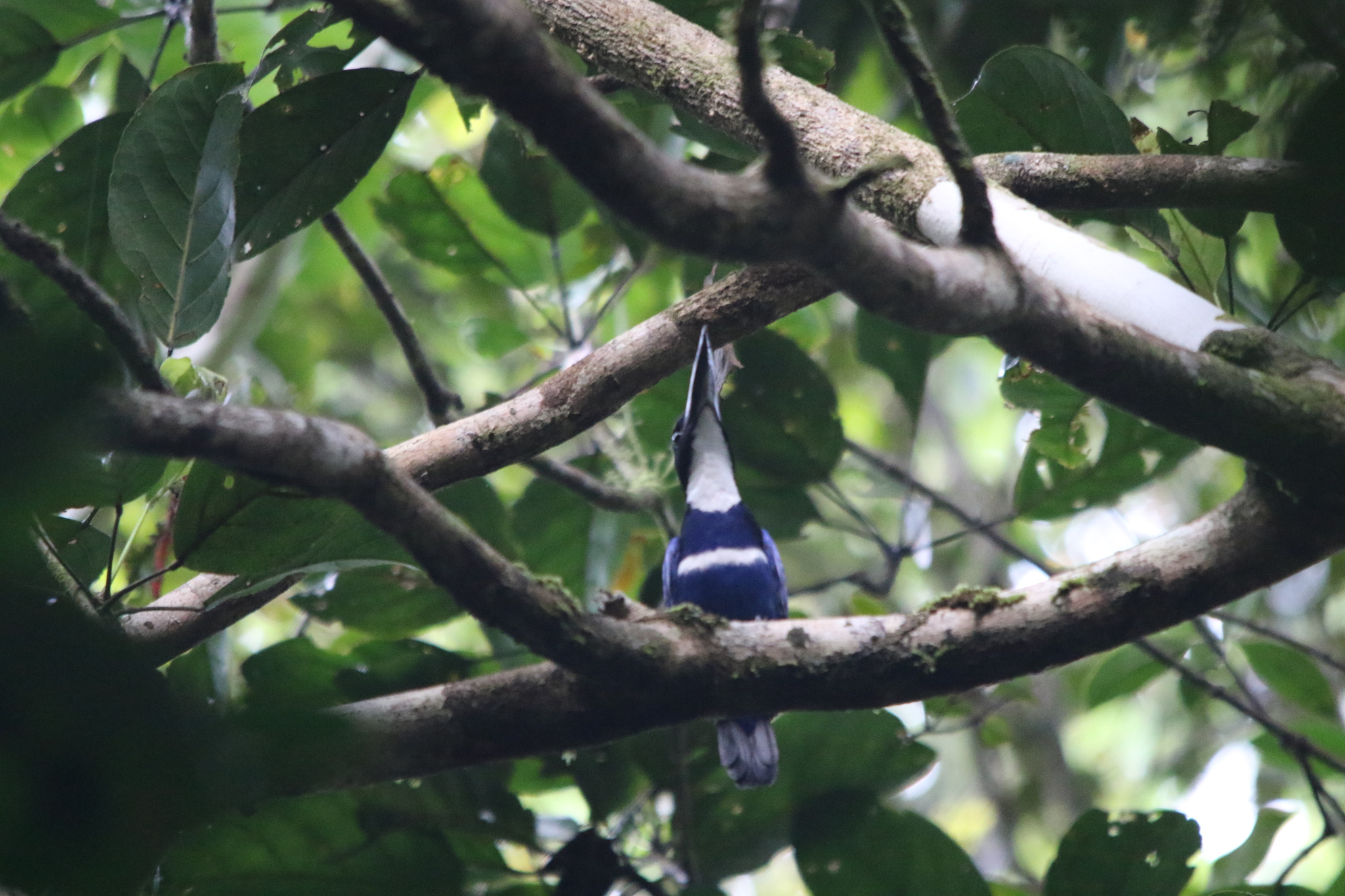 Blue-black Kingfisher (Todiramphus nigrocyaneus), photo 4