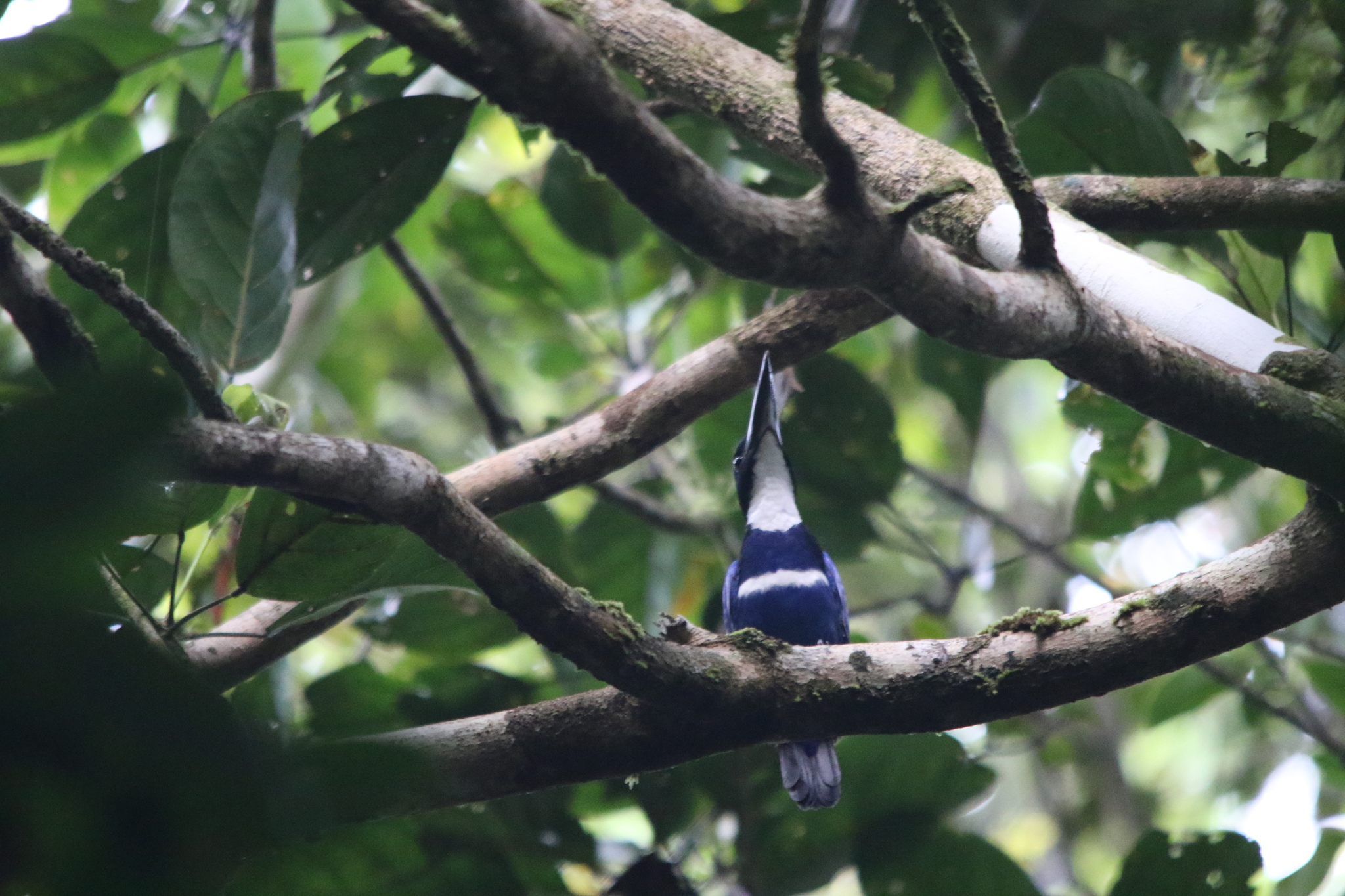Blue-black Kingfisher (Todiramphus nigrocyaneus), photo 9