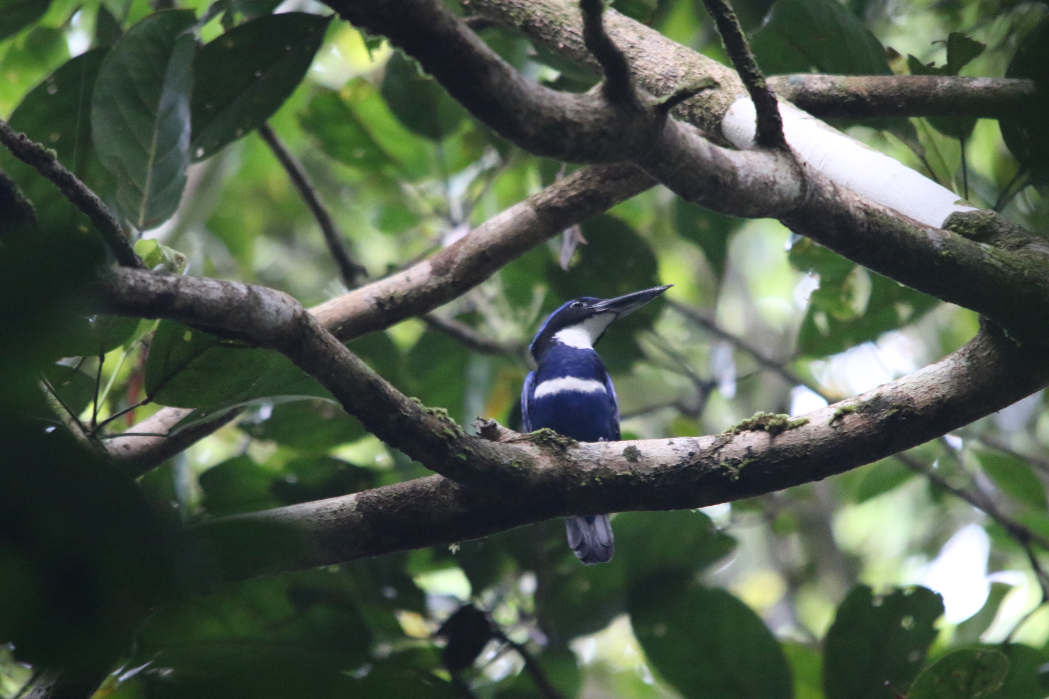 Blue-black Kingfisher (Todiramphus nigrocyaneus), photo 10