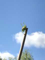 Orchelimum silvaticum