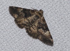 Aporoctena scierodes