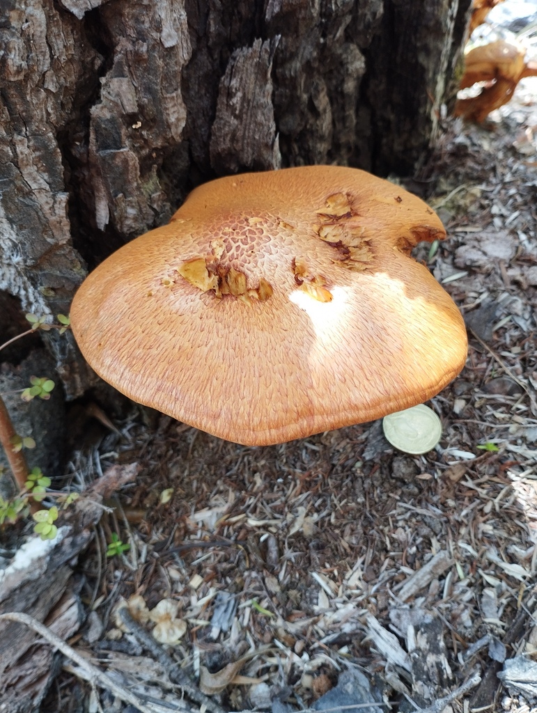 Gymnopilus junonius · February 2026 · photo: © geoffr (iNaturalist, cc0)