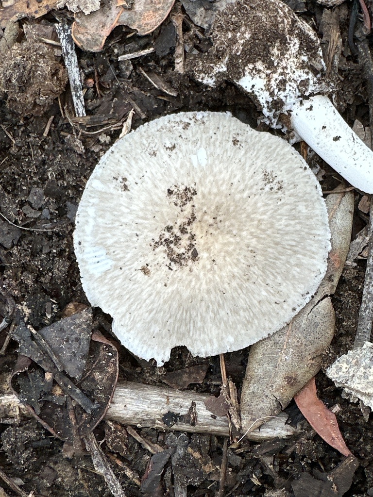 Amanita marmorata · February 2026 · photo: © prossington (iNaturalist, cc-by)