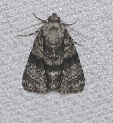 Cycloprora nodyna