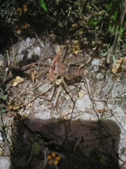 Acanthophrynus coronatus