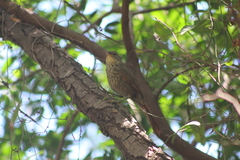 Syndactyla rufosuperciliata