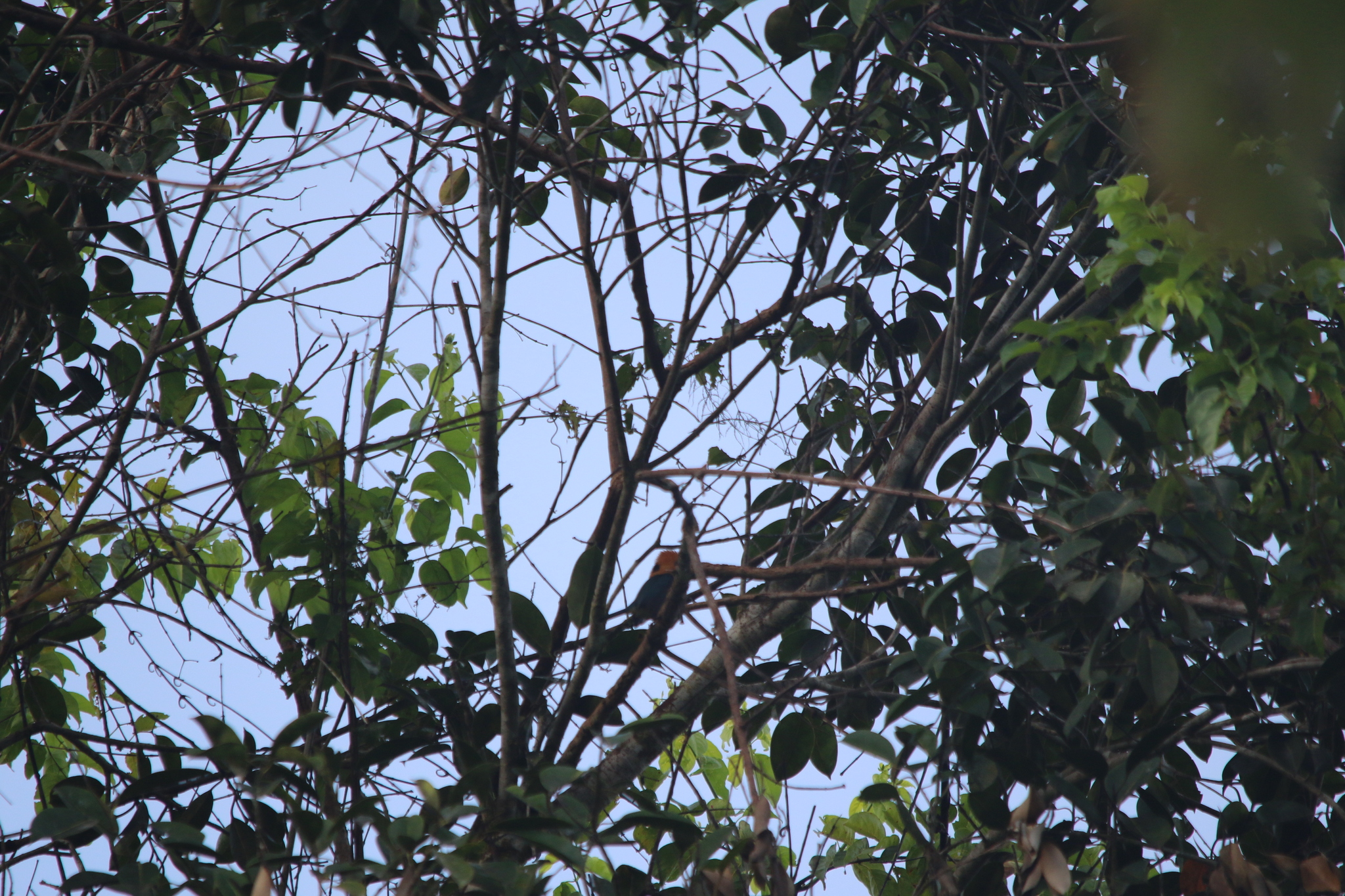 Yellow-billed Kingfisher (Syma torotoro), photo 8