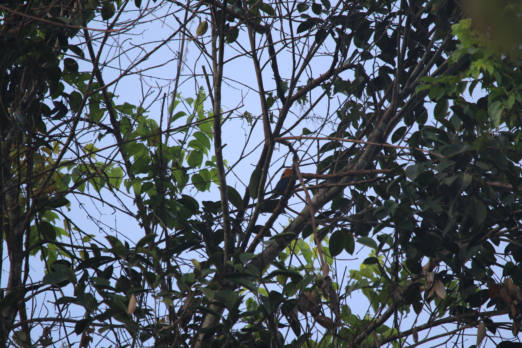 Yellow-billed Kingfisher (Syma torotoro), photo 9