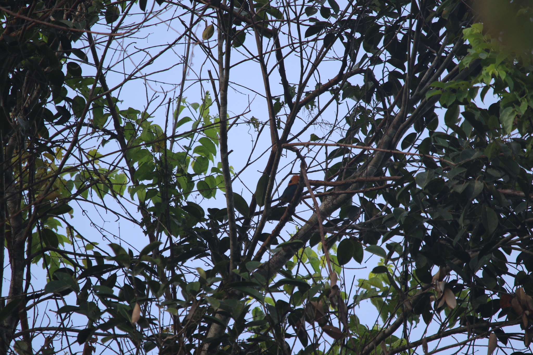 Yellow-billed Kingfisher (Syma torotoro), photo 10