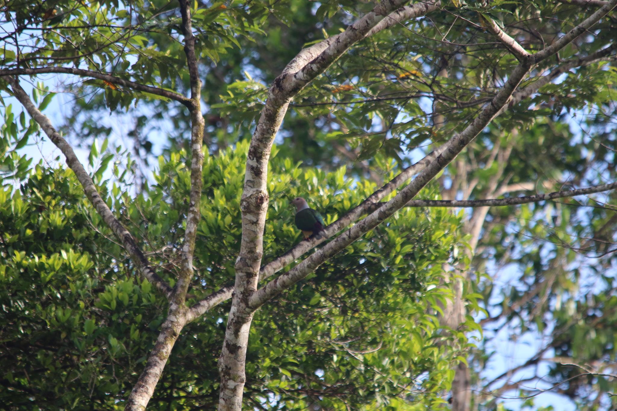 Purple-tailed Imperial Pigeon (Ducula rufigaster), photo 3