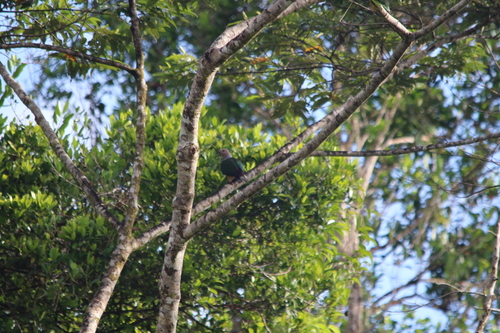 Purple-tailed Imperial Pigeon (Ducula rufigaster), photo 4