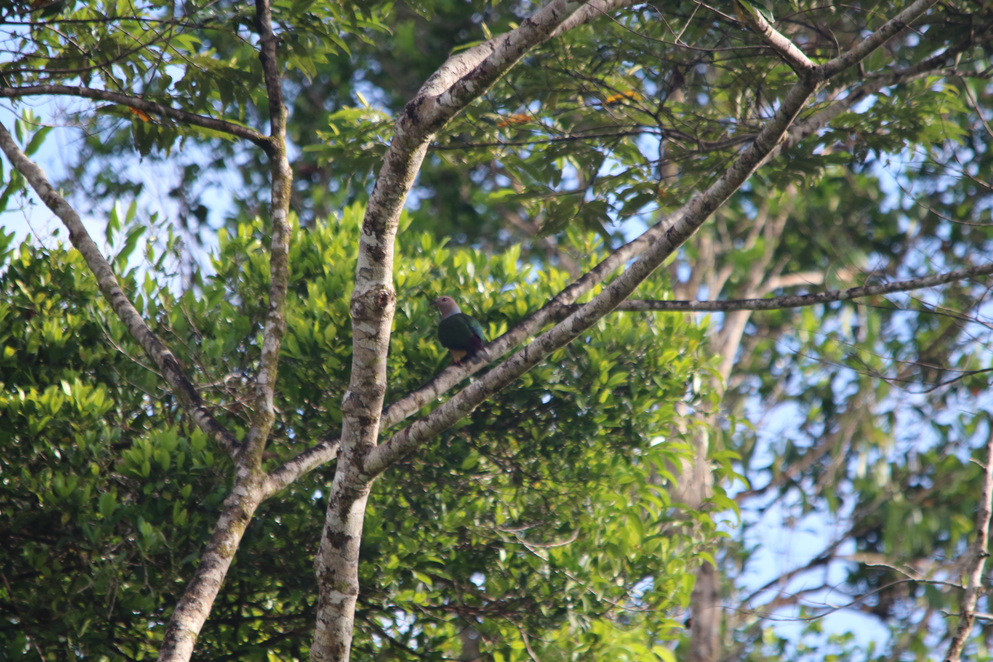 Purple-tailed Imperial Pigeon (Ducula rufigaster), photo 4