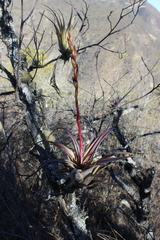 Tillandsia makoyana