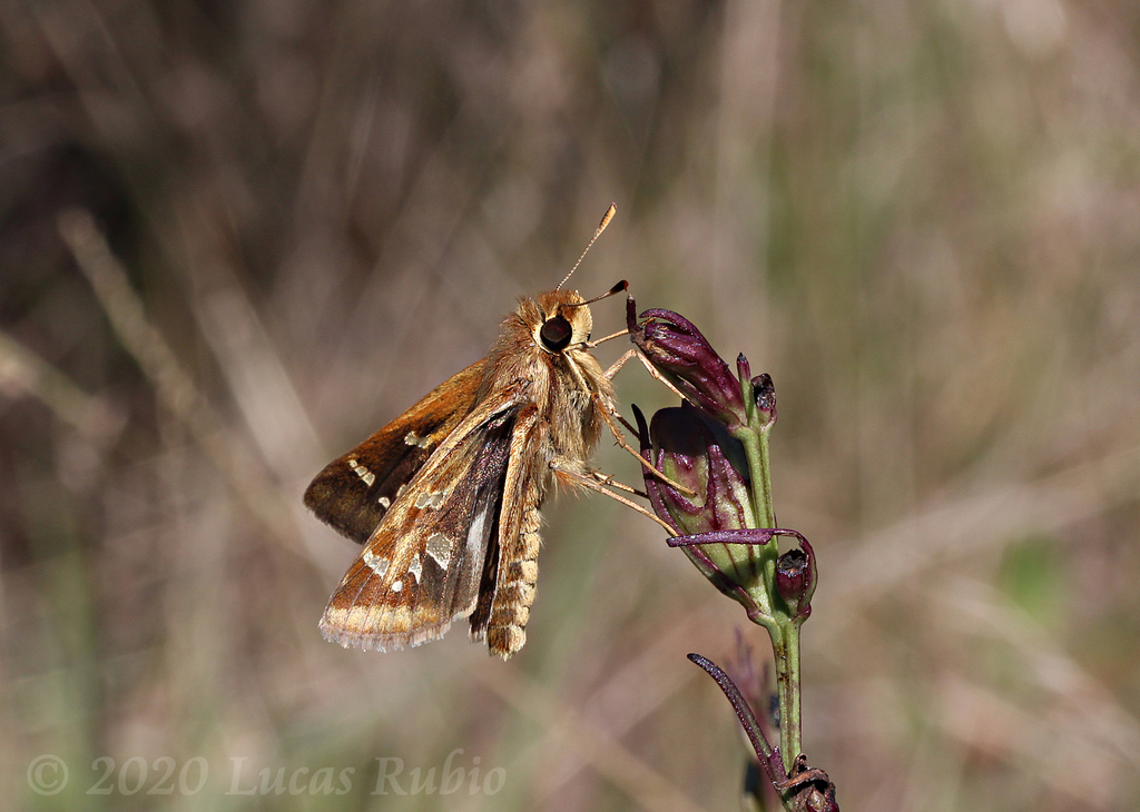 Catochra Skipper