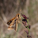 Catochra Skipper - Photo (c) Lucas Rubio, some rights reserved (CC BY), uploaded by Lucas Rubio