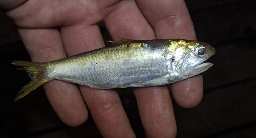 Estuary thryssa (Thryssa aestuaria) — Engraulidae