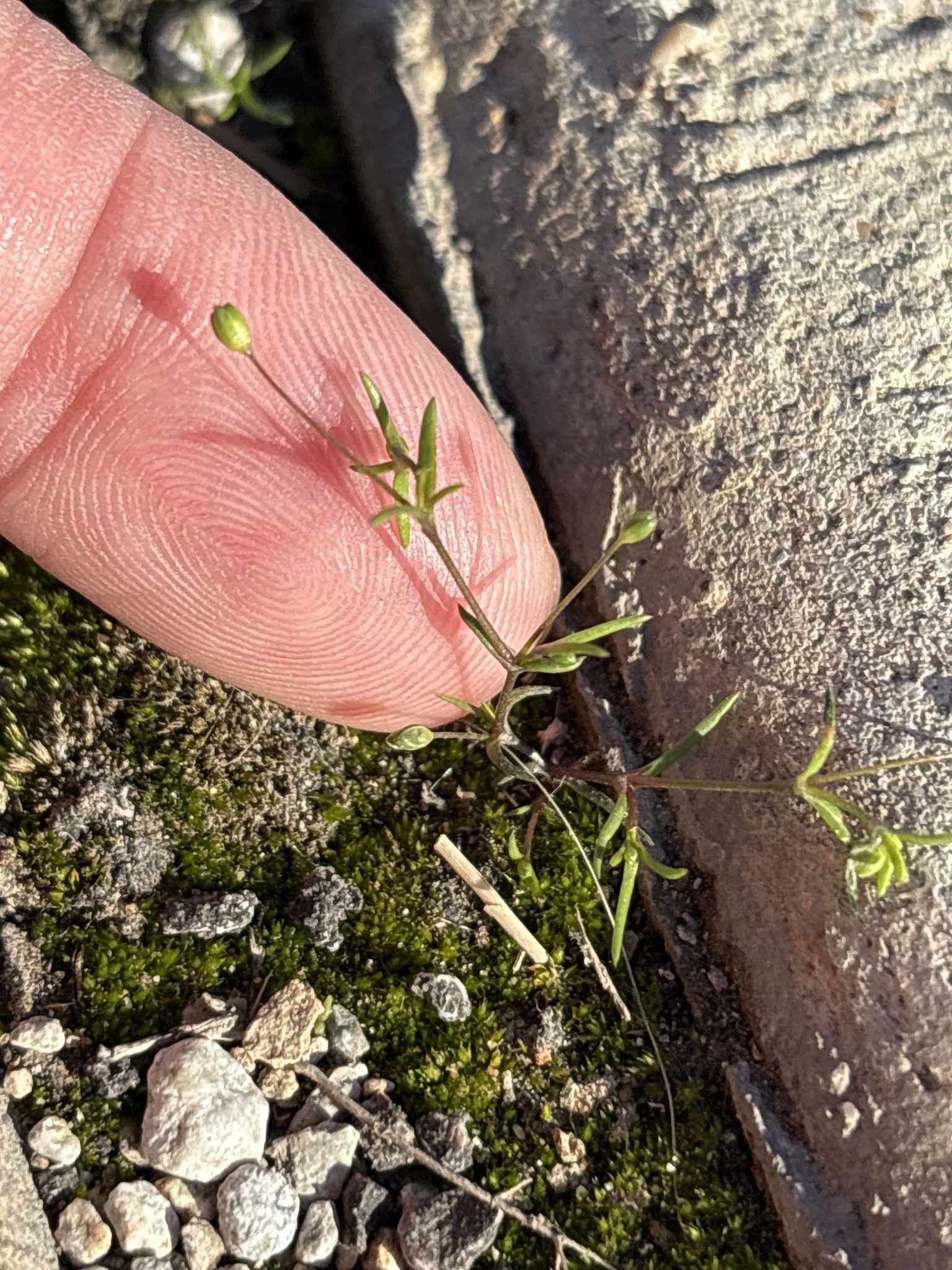 Trailing Pearlwort (Sagina decumbens)