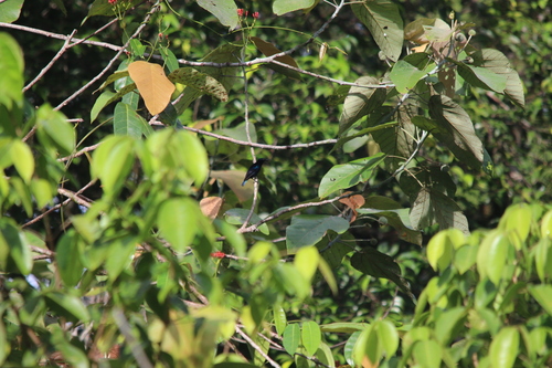 Black Sunbird (Leptocoma aspasia), photo 3