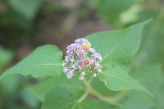 Urolepis hecatantha