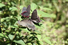 Parides bunichus