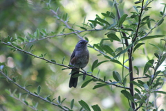 Microspingus cabanisi