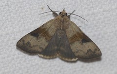 Avatha discolor