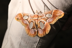 Rothschildia arethusa