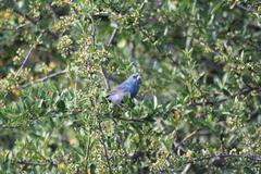Cyanoloxia glaucocaerulea