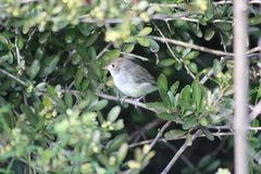 Euscarthmus meloryphus