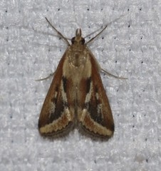 Achyra massalis