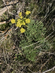 Lomatium papilioniferum