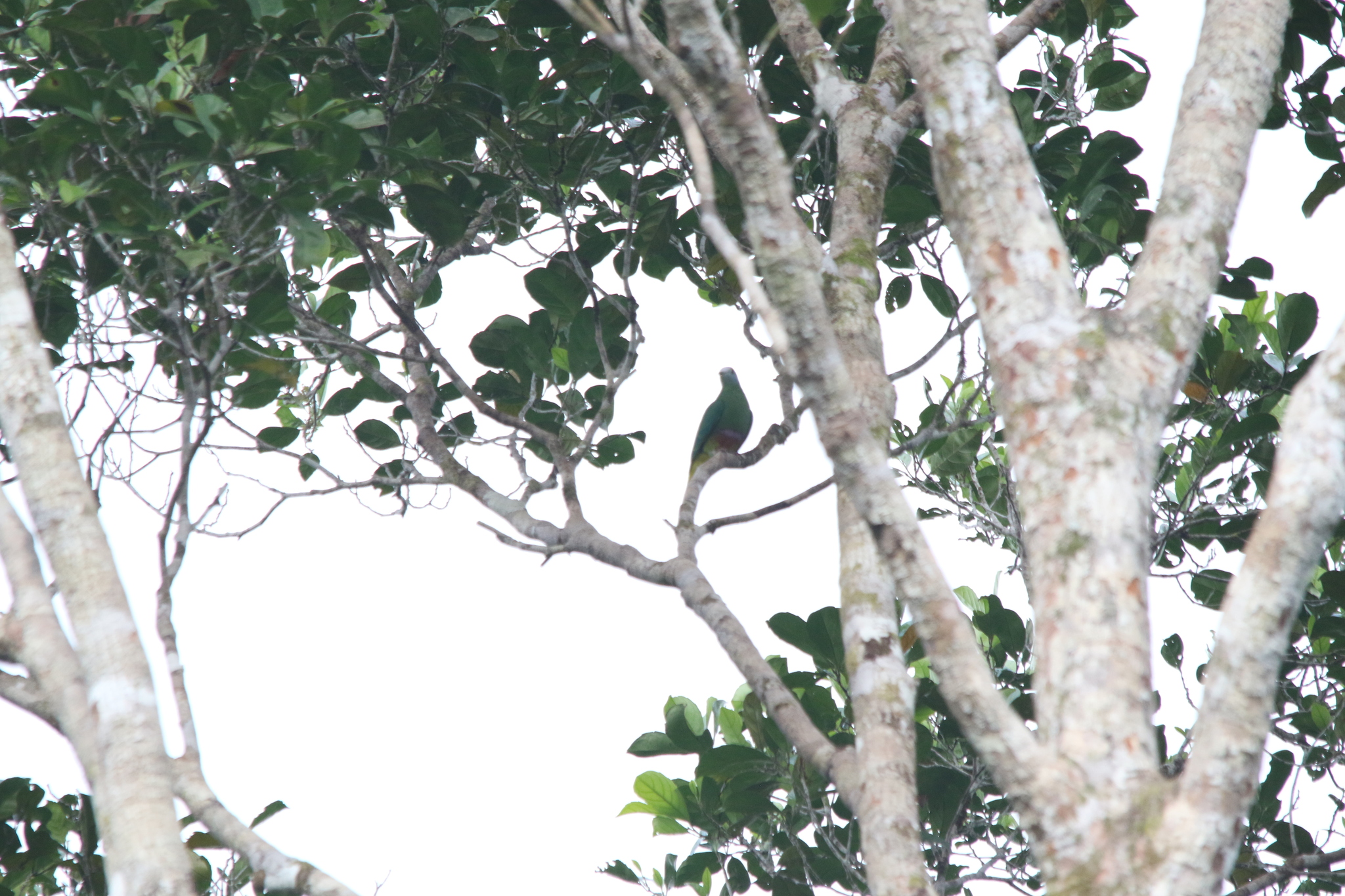 Coroneted Fruit Dove (Ptilinopus coronulatus), photo 1